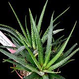 Haworthia attenuata v. britteniae (available 8.5cm and 10.5cm Ø)